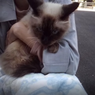 向日葵ちゃんは結婚しました。有難う御座いました。 - 猫