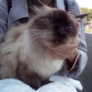 向日葵ちゃんは結婚しました。有難う御座いました。 − 東京都