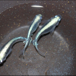 黒カブキメダカ 稚魚10匹