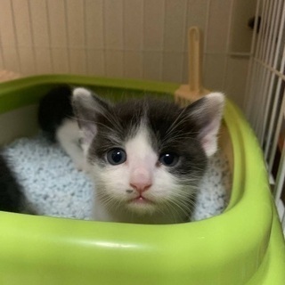 子猫6匹います。見て決めて下さい