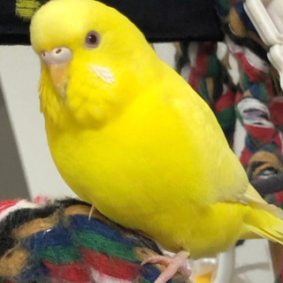 セキセイインコを探しています。