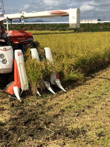 08  販売開始します。令和5年産　新米 兵庫産お米  玄米　30kg