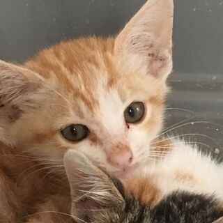まんまる顔・茶白♪コロコロ仔猫♪2ヶ月