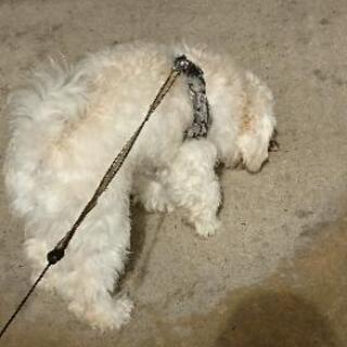 一緒に犬の散歩やドックランに行ける仲間募集！！ - 高岡市