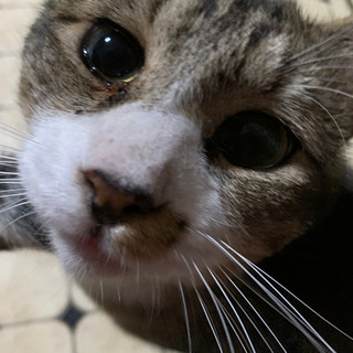 はしニャン　正式譲渡！