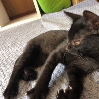 とても元気で人懐っこい子です！ヨモギちゃん決まりました！