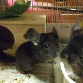 チンチラネズミを飼ってる方、飼おうと思ってる方