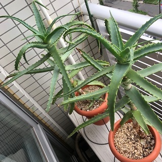キダチアロエ　譲ります