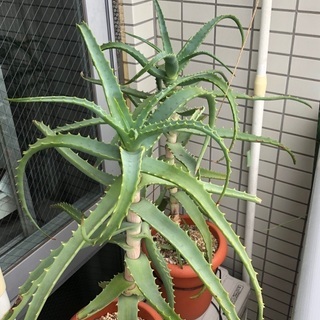 キダチアロエ　譲りますの画像