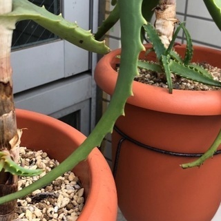 キダチアロエ　譲りますの画像