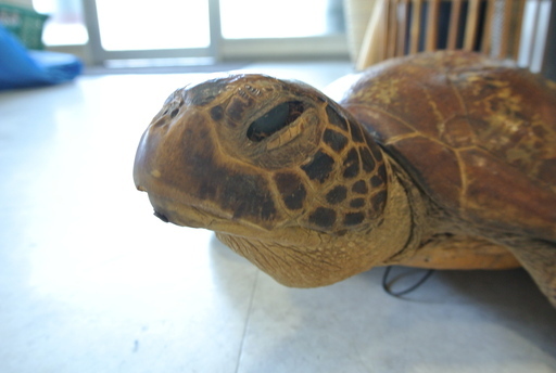 亀の剥製 はく製 カメの置物 壁掛け オブジェ インテリアや店頭看板に