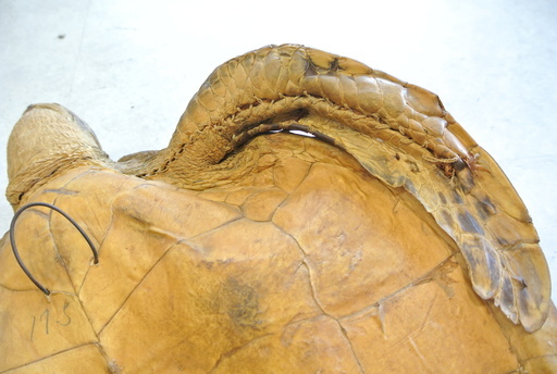 亀の剥製 はく製 カメの置物 壁掛け オブジェ インテリアや店頭看板に