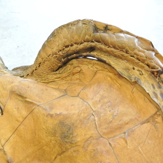 亀の剥製 はく製 カメの置物 壁掛け オブジェ インテリアや店頭看板に