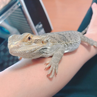 フトアゴヒゲトカゲ好きな方