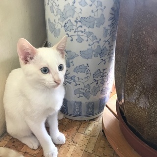3ヶ月の鍵シッポ・ブルーアイの仔猫ちゃん（猫エイズ陰性）