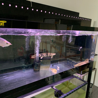 1500水槽引き取り限定。 GEX 金魚元気 ぶくぶくクリア400 幅39.8×奥行20.5×高さ28cm 水槽