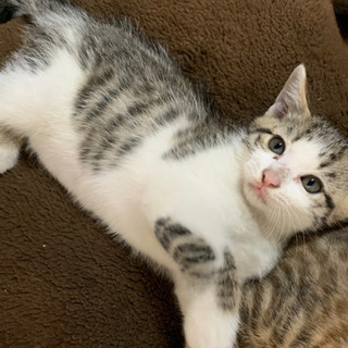 兄妹猫の里親さん募集中