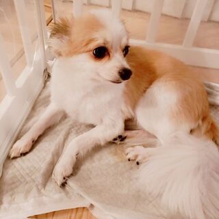 チワワ✖️パピヨン　パピチー - 犬