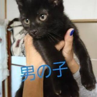 3ヶ月になる元野良猫ちゃん。