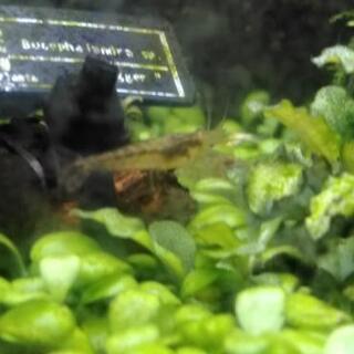 お安く譲ります。ヤマトヌマエビ　稚エビ　10匹＋α