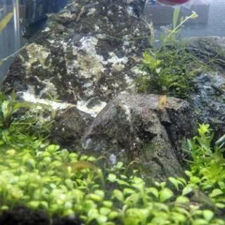 お安く譲ります。ヤマトヌマエビ　稚エビ　10匹＋αの画像