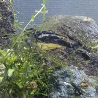 お安く譲ります。ヤマトヌマエビ　稚エビ　10匹＋αの画像