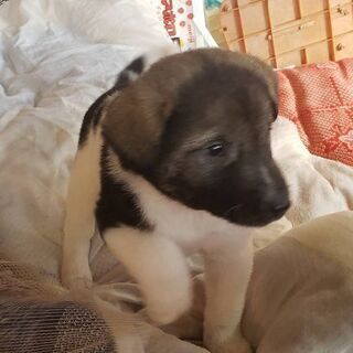 保護しました。各所届け出しましたが飼い主現れませんでした