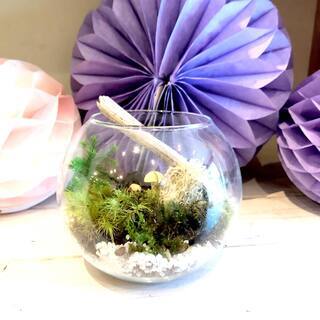 11/2-『秋の苔テラリウム』／浜離宮恩賜庭園・芳梅亭／コト。 - イベント
