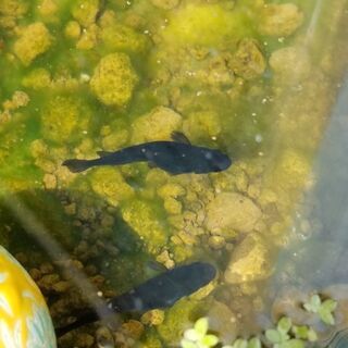 ブラックダイヤメダカ 10匹