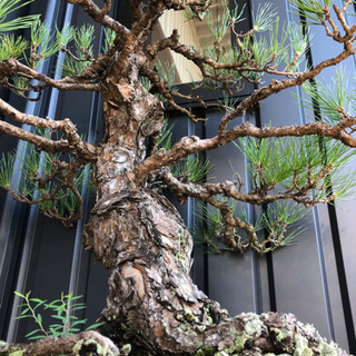 五葉松　幹太いです。 どっしりとした幹から四方に枝を伸ばし風格のある盆栽【五葉松の盆栽