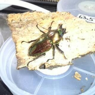 ニジイロ通常色 幼虫1頭400円