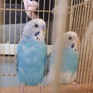 インコ2匹