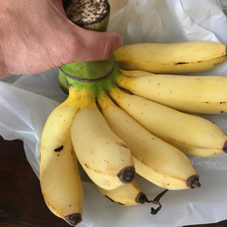島バナナの苗の画像