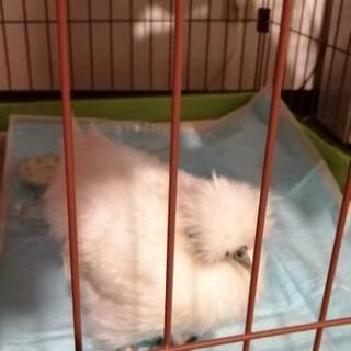 ウコッケイ雌(部屋飼い)