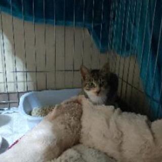 とっても甘えん坊な三毛猫ちゃん