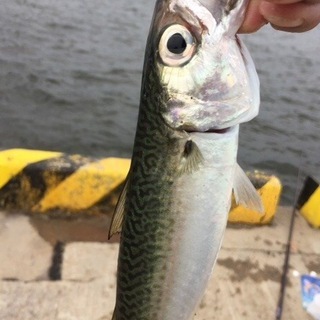 １０／１９  アジ・サバ釣り🐟 − 愛知県