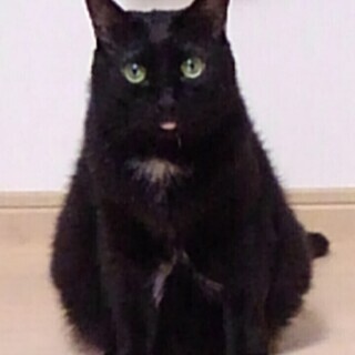 苦節３年、相棒猫と優しい家族に迎えられました。黒の白タイ6才　
