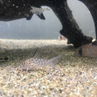 コリドラス 各種