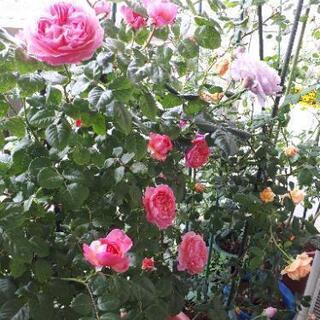 薔薇苗 大株3株