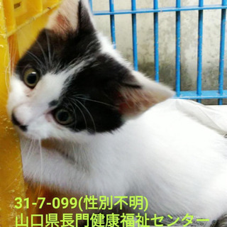 里親様みつかりました！ - 猫