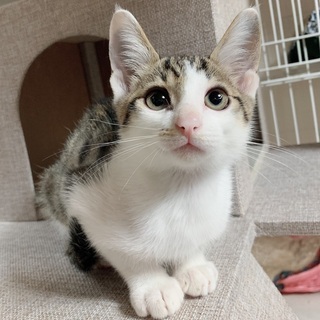 キジ白の超かわいい甘えん坊のカンちゃんですの画像