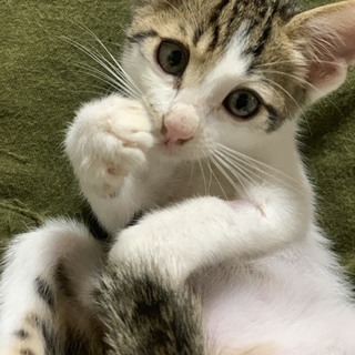 キジ白の超かわいい甘えん坊のカンちゃんです - 猫