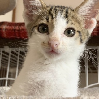 キジ白の超かわいい甘えん坊のカンちゃんです − 兵庫県