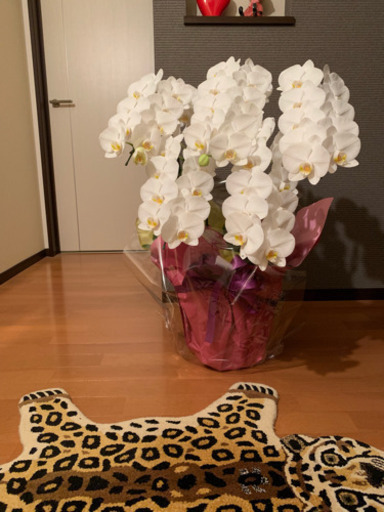 胡蝶蘭