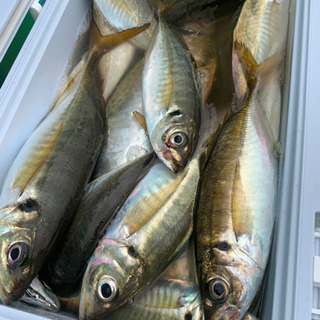 あじ釣りメインで初心者向け - 板橋区