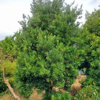 お届けや植栽も可能！植木 ０円～の画像