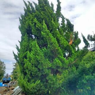 お届けや植栽も可能！植木 ０円～の画像