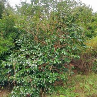 お届けや植栽も可能！植木 ０円～の画像