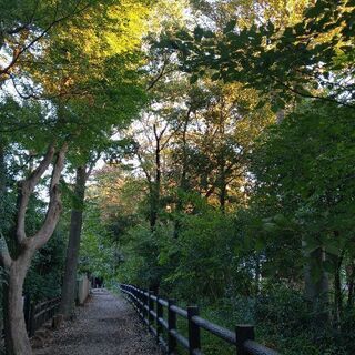 (3人目のメン募)井の頭公園周辺に住んでるなら一緒に走ろうよ − 東京都