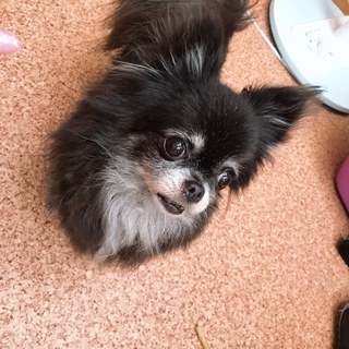 ロングチワワ♀黒